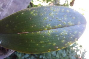 Edema on Phal Leaf