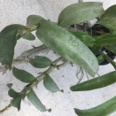 Silvering of Dendrobium Leaves