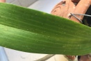 White Spots on Leaf