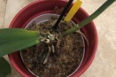 Phal Leaf Detached from Stem