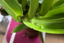 New Growth at Top of Pseudobulb on Miltassia