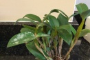 Leaf Damage on Dendrobium