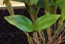 Leaf Damage on Dendrobium