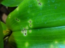 Sunken Spots on Dendrobium Leaves