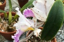 Black Streaks in Flowers