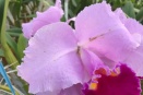 Black Streaks in Flowers