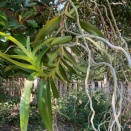 White Cottony Stuff on Vanda