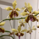 Spots on Vanda Flower