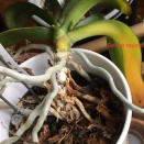 Repotting Phalaenopsis