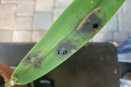 Black Rotting Spots on Cattleya