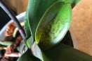 Blotches on New Phal Leaf