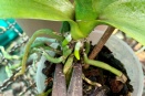 Basal Keiki on Phalaenopsis