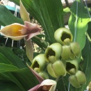 Male and Female Flowers on Catasetum