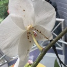 Spots on Petals