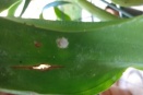 Yellow Spots on Cattleya