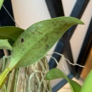 Black Stains on Cattleya Leaf Undersides