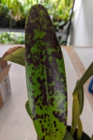 Red Splotches on Cattleya lueddemanniana