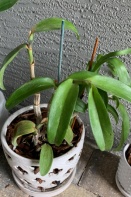 Overpotted Dendrobium