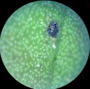 Broad Mite Damage Hard to Diagnose