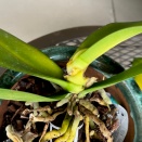 Phalaenopsis Leaves Yellowing