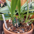 Encyclia Sheaths Turning Brown