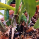 Encyclia Sheaths Turning Brown