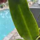 Chlorotic Spotting on Cattleya