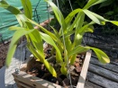 Miltonia moreliana in pot or basket?