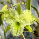 Rlc. Golf Green 'Hair Pig' unruly flower