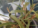 Coconut Orchid Pseudobulbs Wrinkled