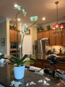 Phal Flowers Dropped