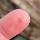 Small Snails