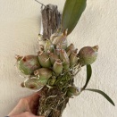 Brown Sunken Areas on Pseudobulbs