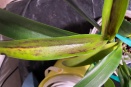 Cattleya Leaf Discoloration
