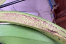 Cattleya Leaf Discoloration