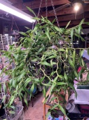 Monster Trichoglottis