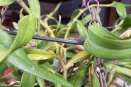 Monster Trichoglottis