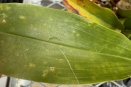 Black Markings and Sticky Sap on Grammatophyllum