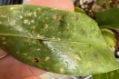Black Markings and Sticky Sap on Grammatophyllum