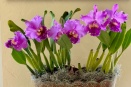 Discoloration on Cattleya Flower