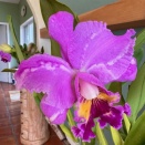 Discoloration on Cattleya Flower