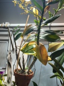 Dendrobium Losing Leaves