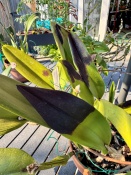 Blackened Leaves