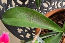 Bumpy Leaves on Phalaenopsis