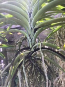 Moss on Vanda