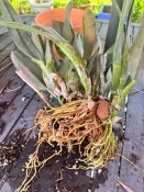 Brassavola digbyana Doesn't Bloom