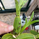 Fungal or Bacterial?