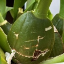 Slits in Pseudobulb and Leaves