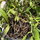 Tree Fern Basket Rotten