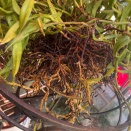 Tree Fern Basket Rotten